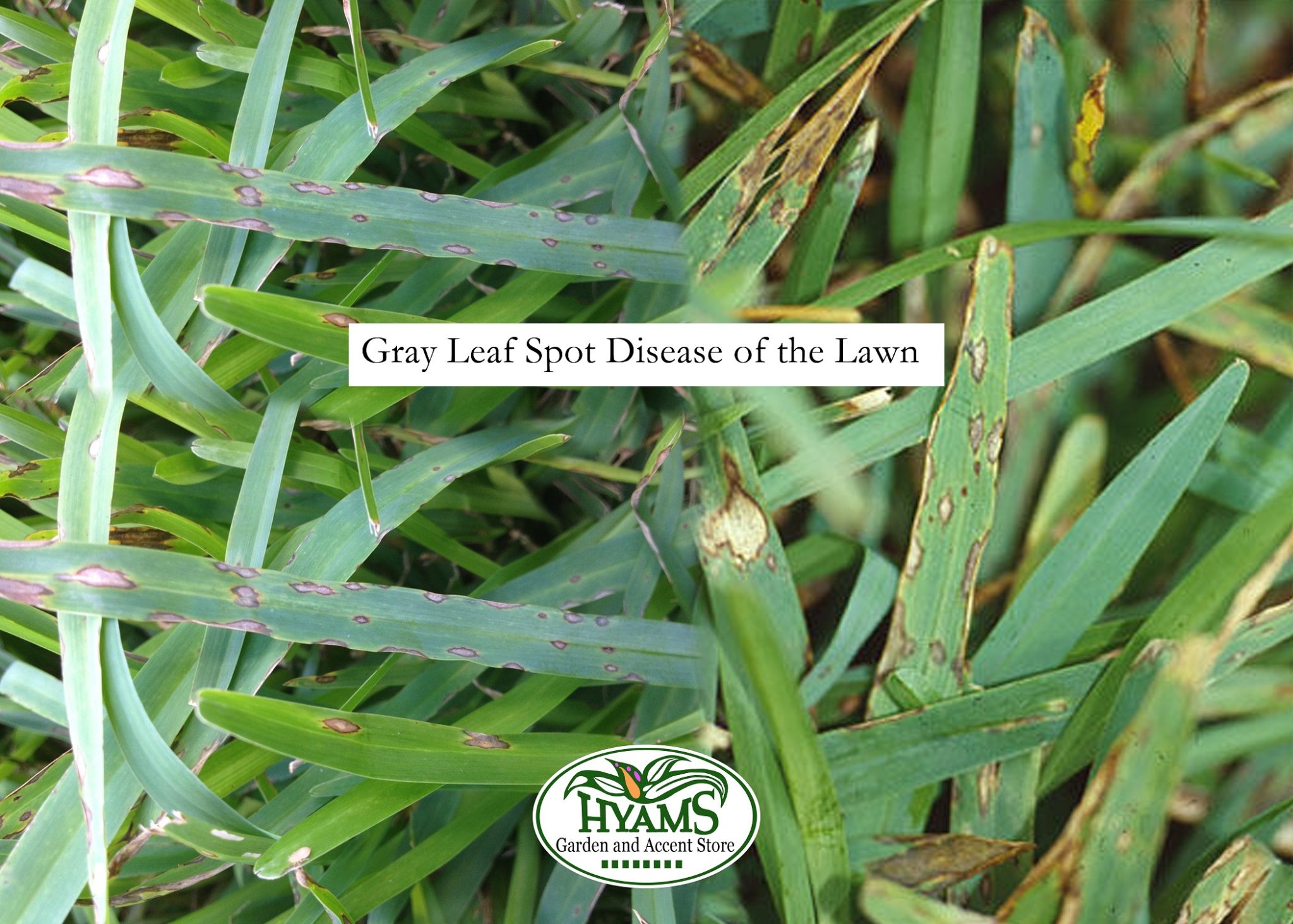 Diseases Of The Lawn