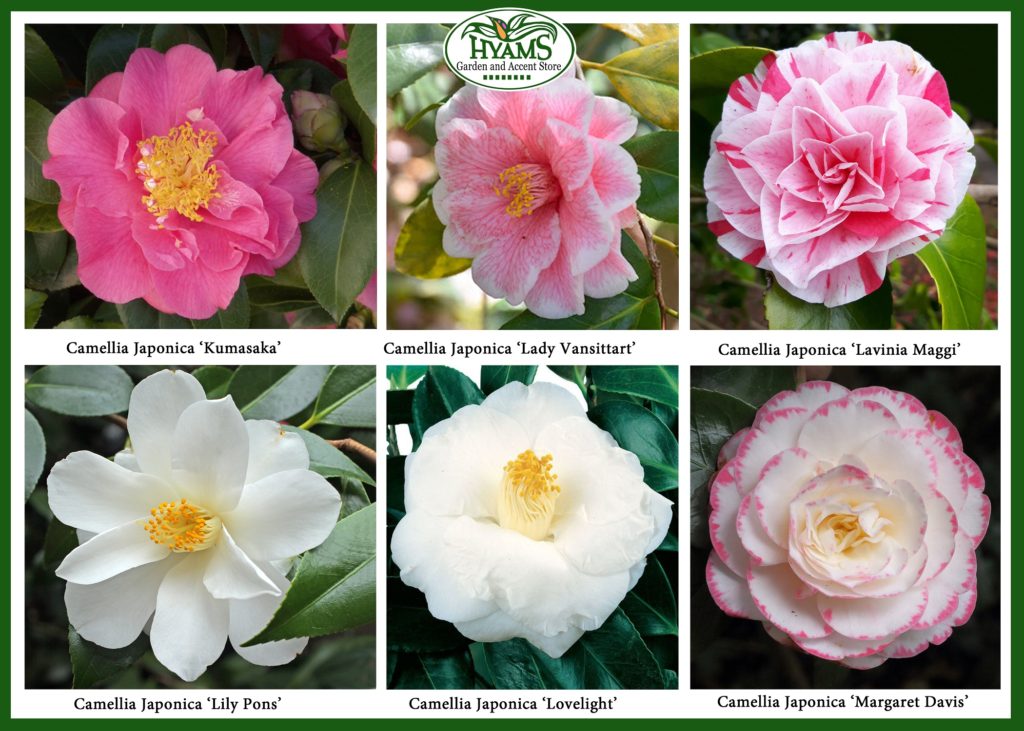Camellias: A Celebration of Love, Affection and Admiration
