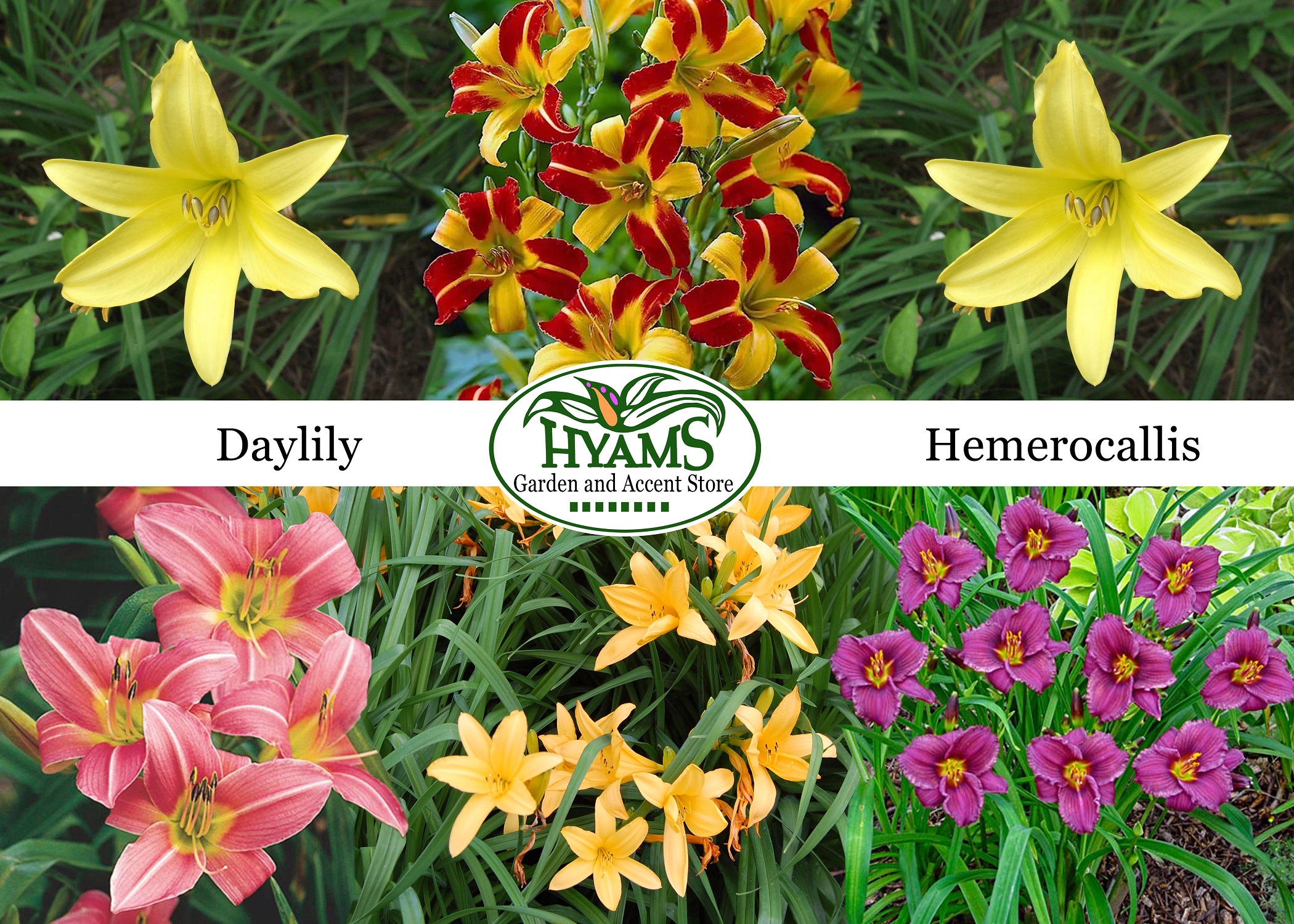 Hyams Garden Center and Accent Store – Serving Greater Charleston Area ...