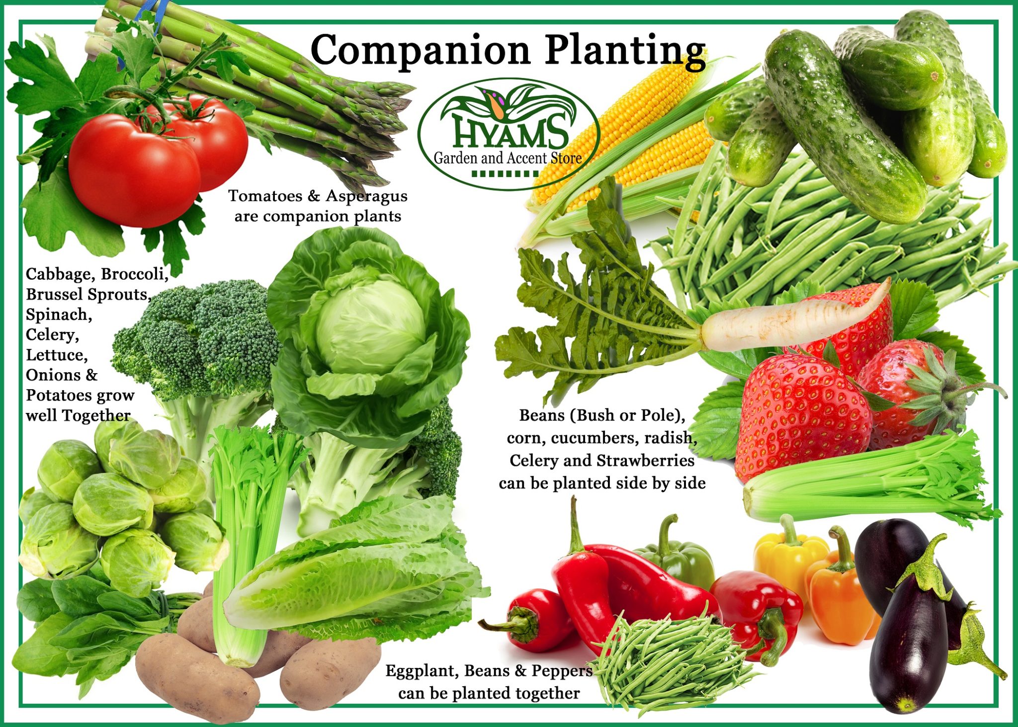 Companion Planting 2048x1463 