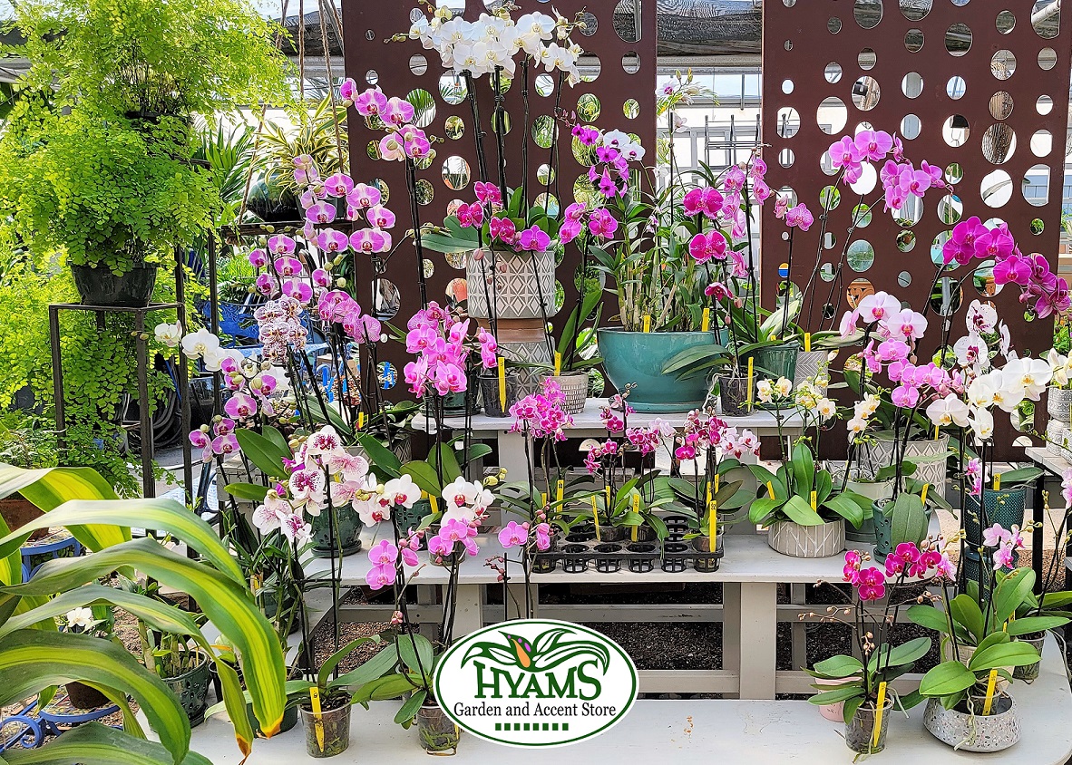 Caring For Orchids